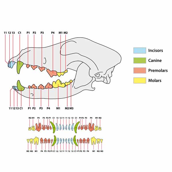 Chien omnivore ou carnivore ?